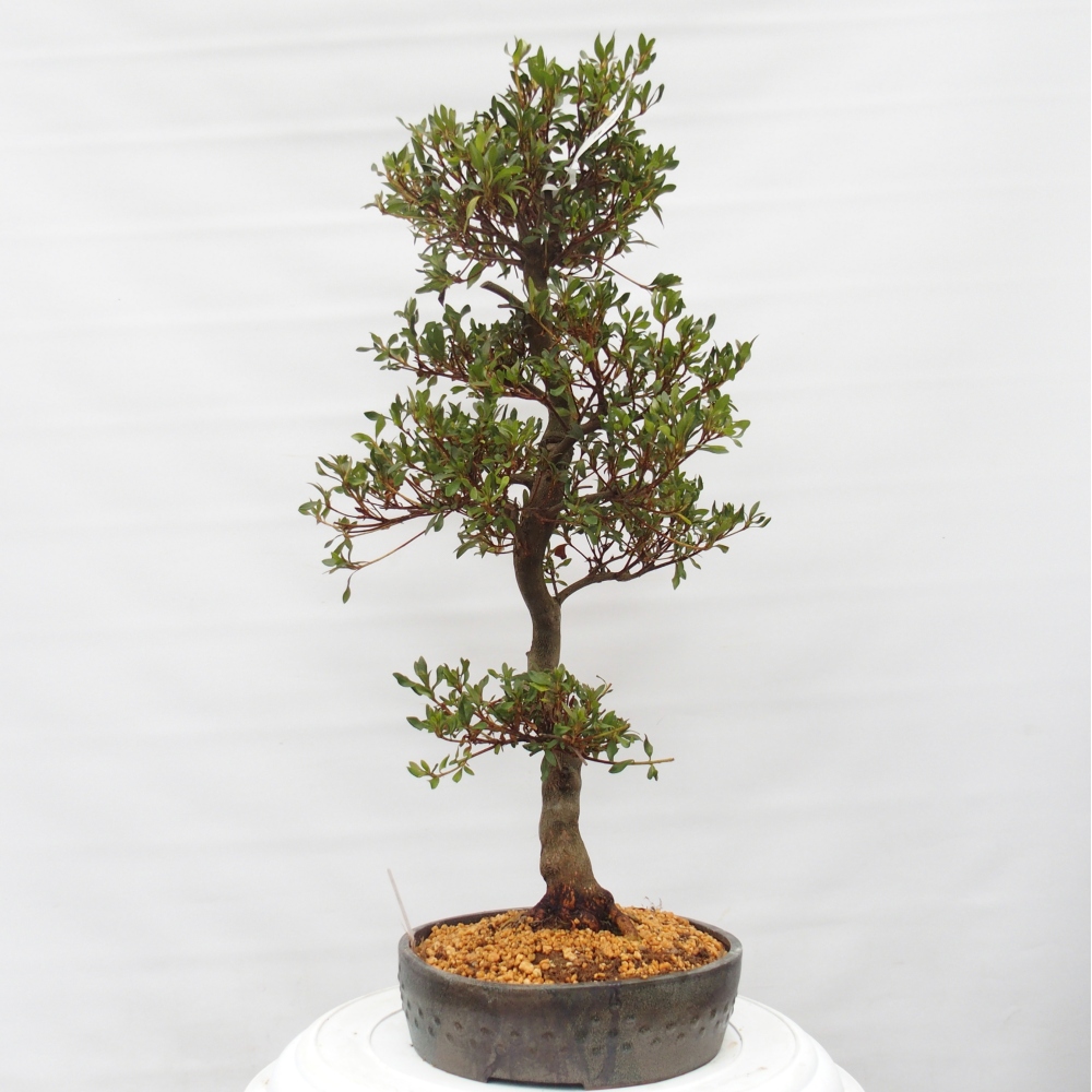 Outdoor bonsai - Japanese azalea - Azalea CHIHIRO