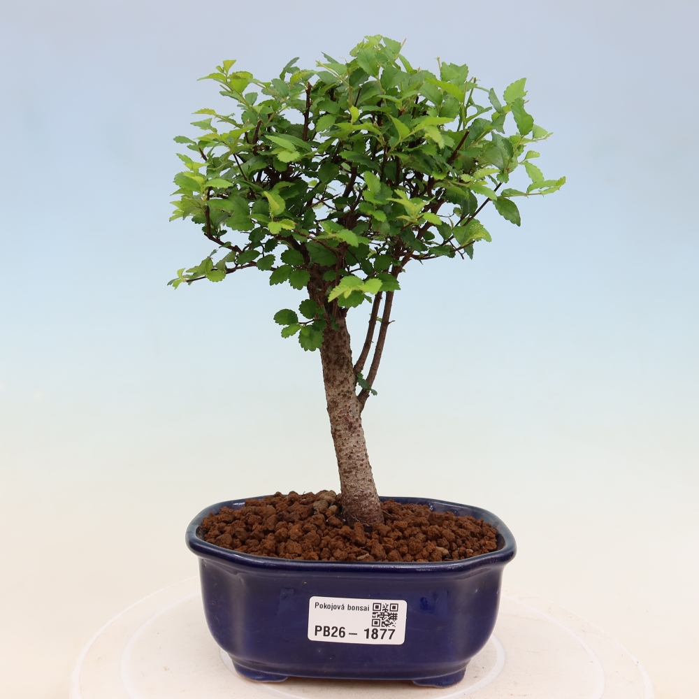 Room bonsai - Ulmus parvifolia - Small-leaved elm