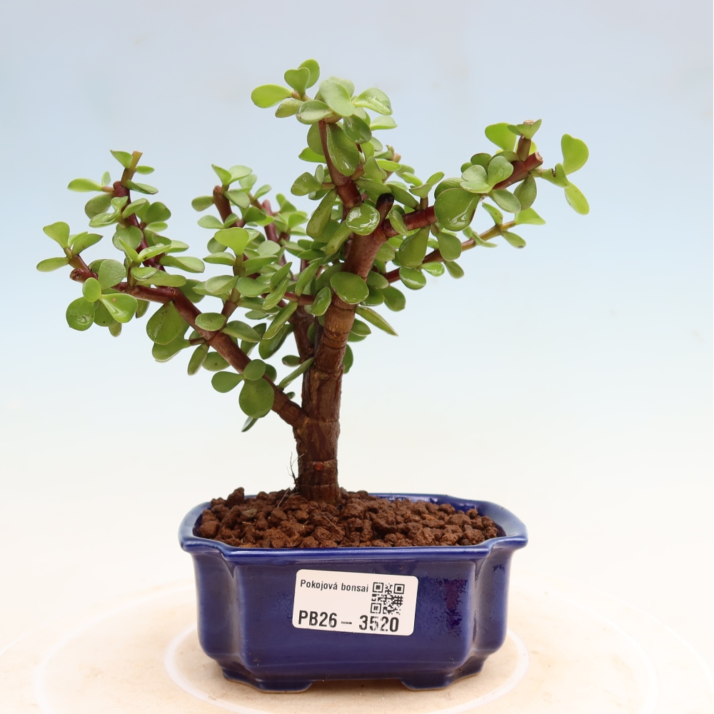 Room bonsai - Portulakaria Afra - Tlustice