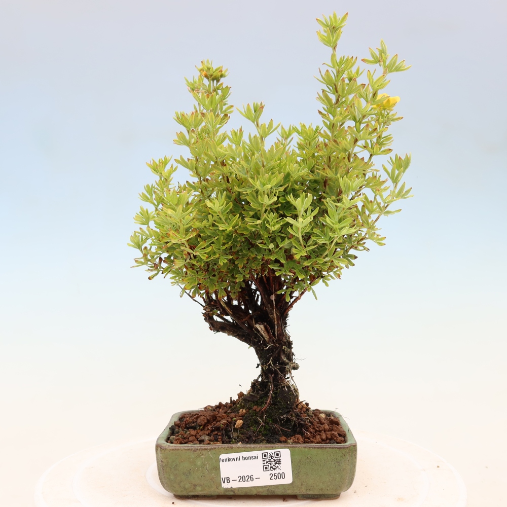 Outdoor bonsai - Potentila fruticosa