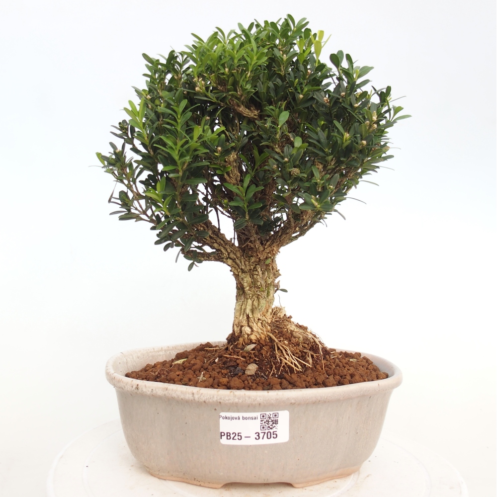 Indoor bonsai - Buxus harlandii - Cork boxwood