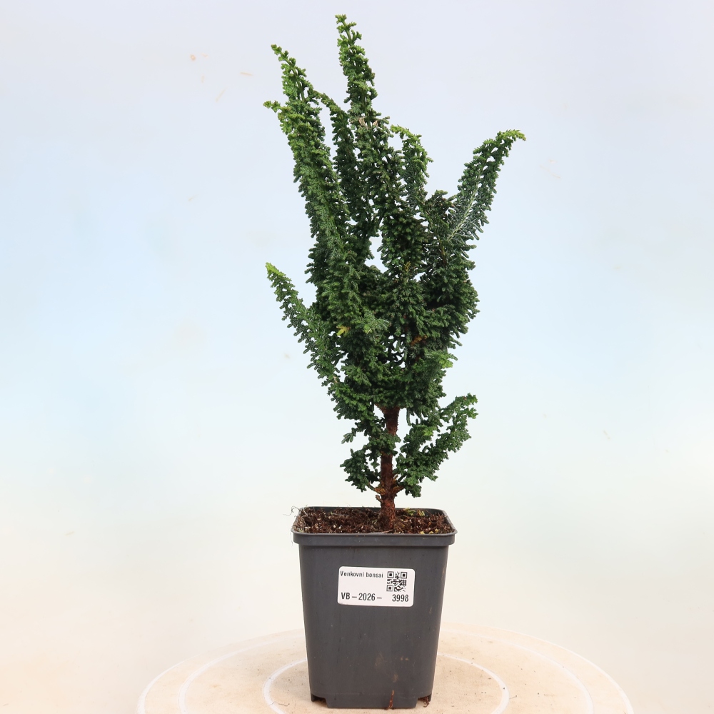 Outdoor bonsai - Cham. obtusa SEKKA HINOKI - Cypress