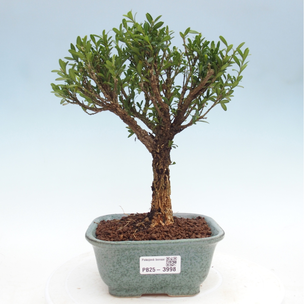 Room bonsai - Buxus harlandii - cork buxus