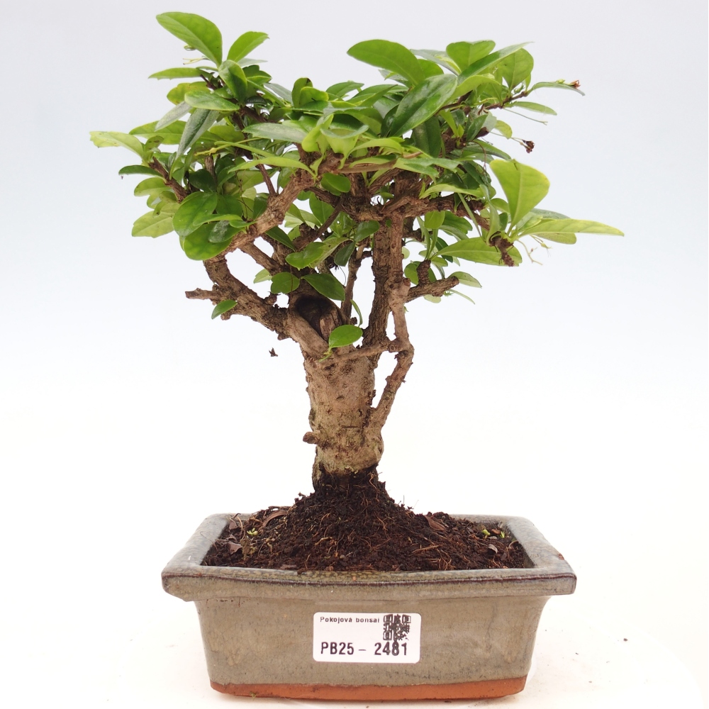 Indoor bonsai - Carmona macrophylla - Fuki tea