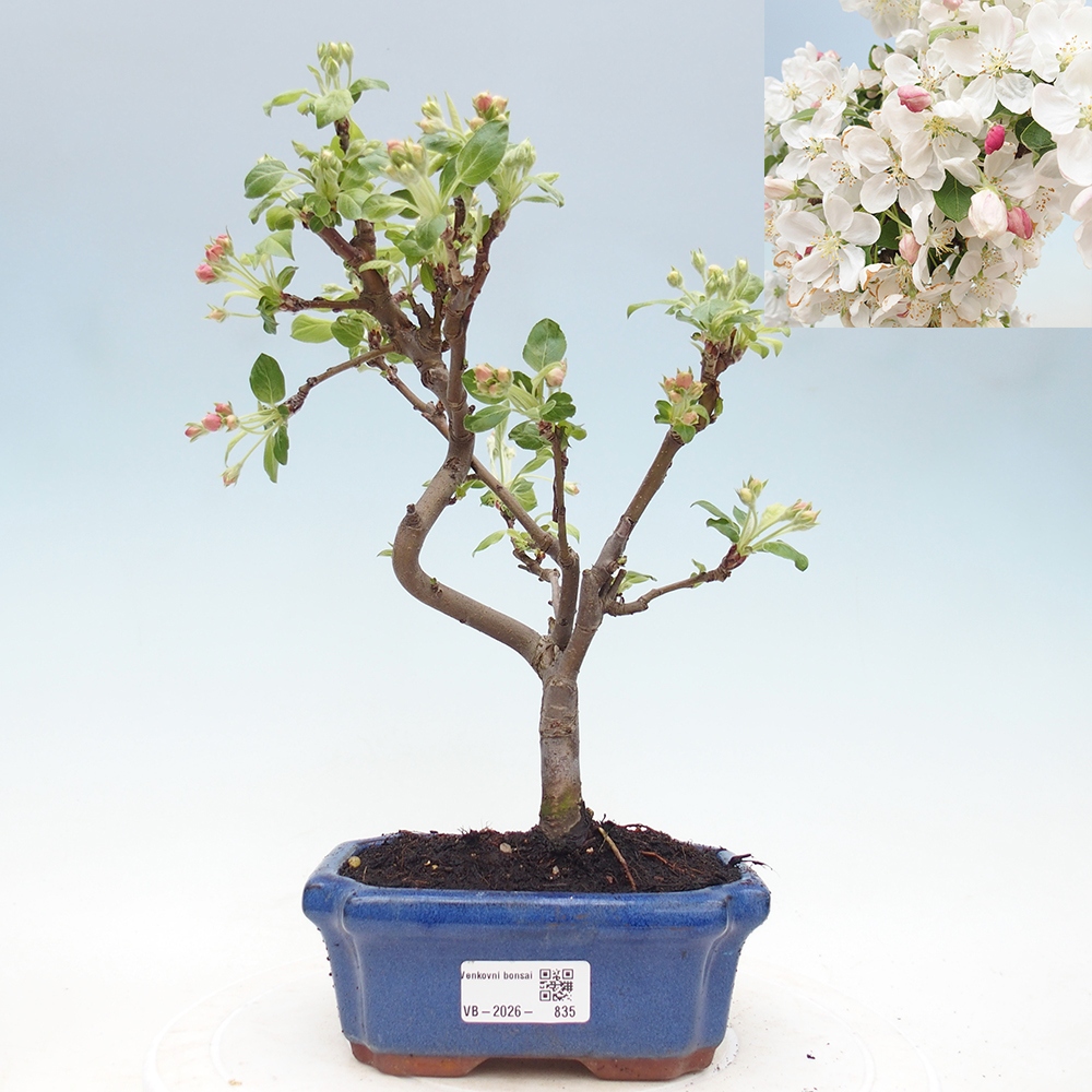 Outdoor bonsai -Malus halliana - Small-fruited apple tree