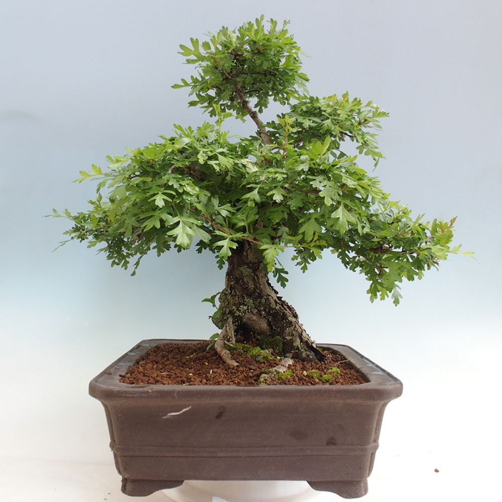 Outdoor bonsai - Hawthorn - Crataegus monogyna