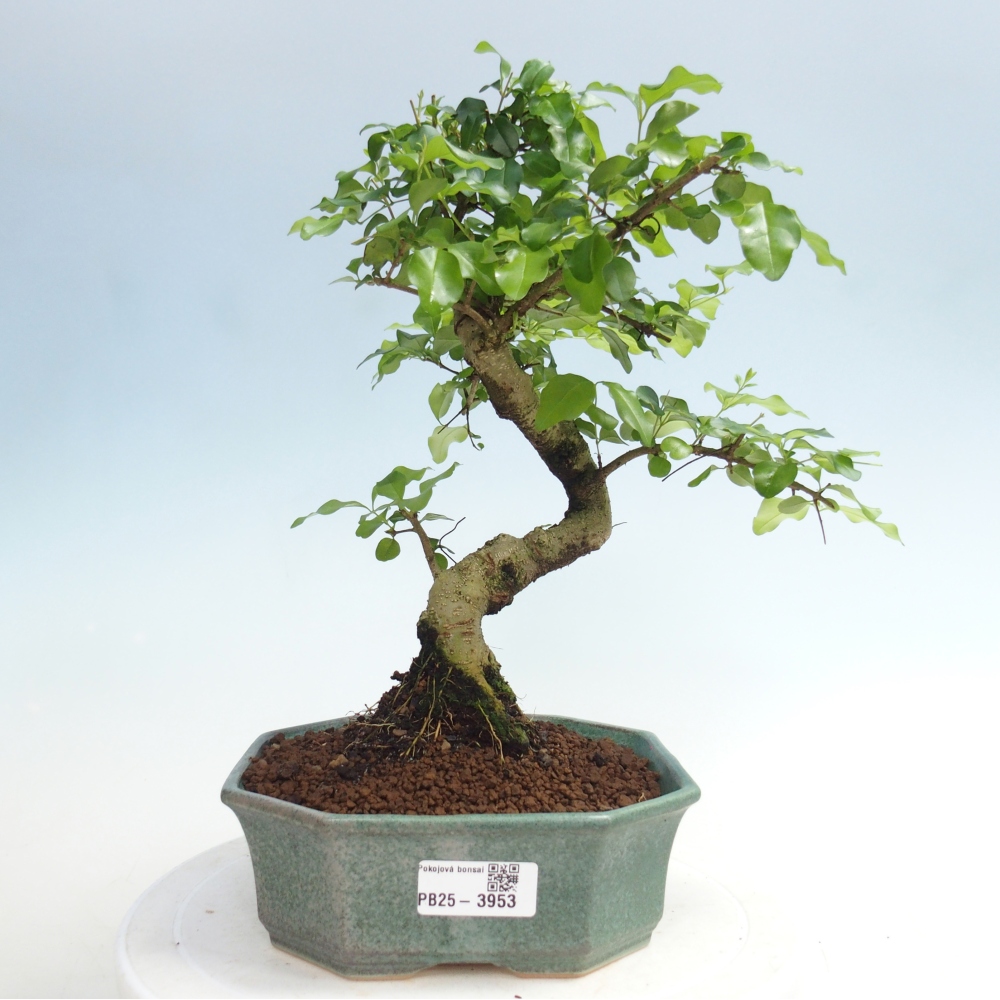 Room bonsai -Ligustrum chinensis - Birds Beak