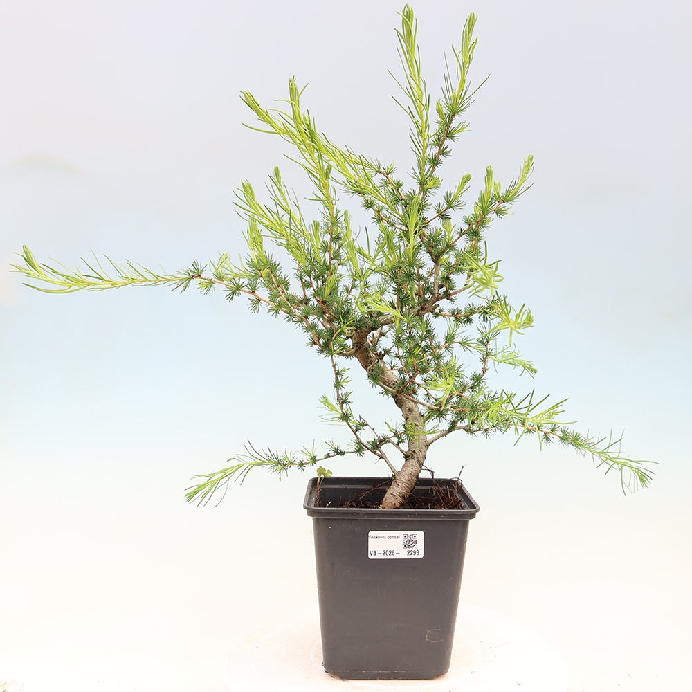 Outdoor bonsai -Larix decidua - Larch