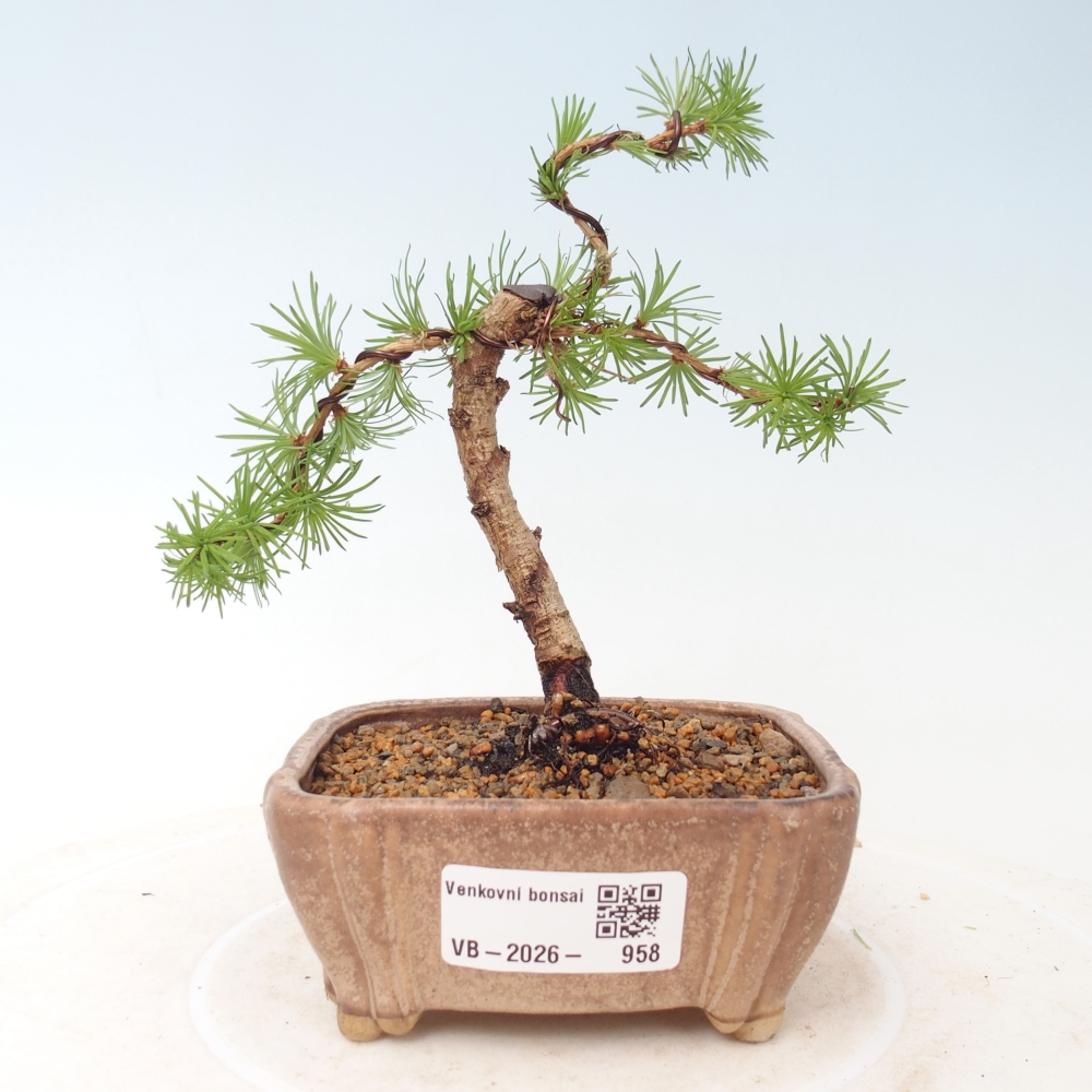 Outdoor bonsai - Larix Kaempferi - Japanese Larch