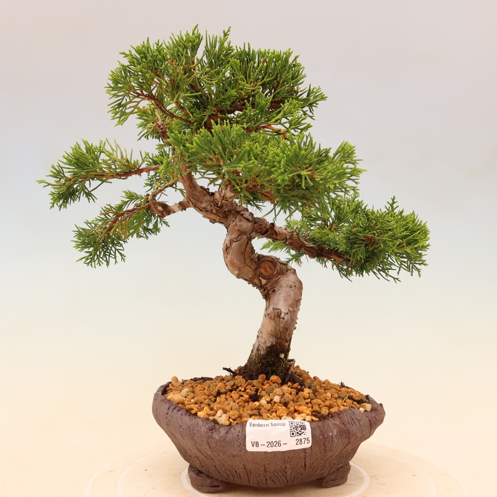 Outdoor bonsai - Juniperus chinensis Itoigawa
