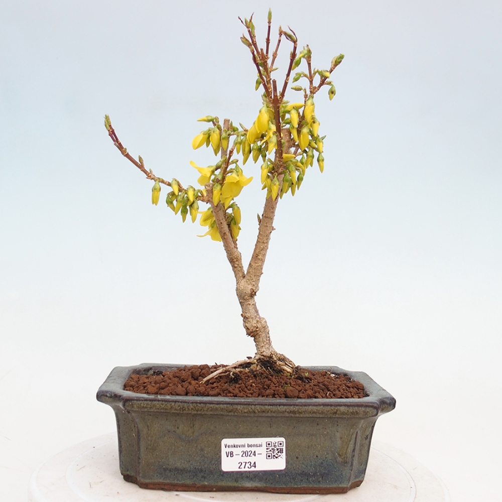 Outdoor bonsai - Forsythia - Forsythia intermedia 