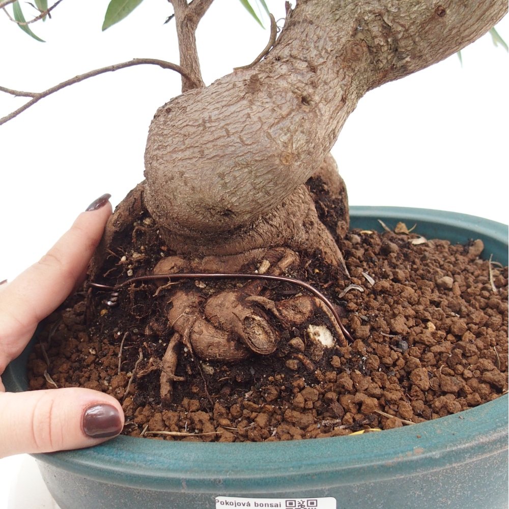 Room bonsai - Ficus nerifolia - small-leaved ficus