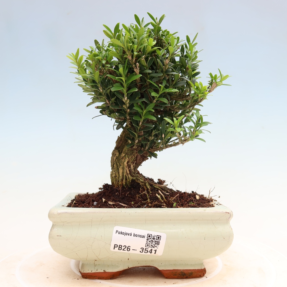 Room bonsai - Buxus harlandii - cork buxus