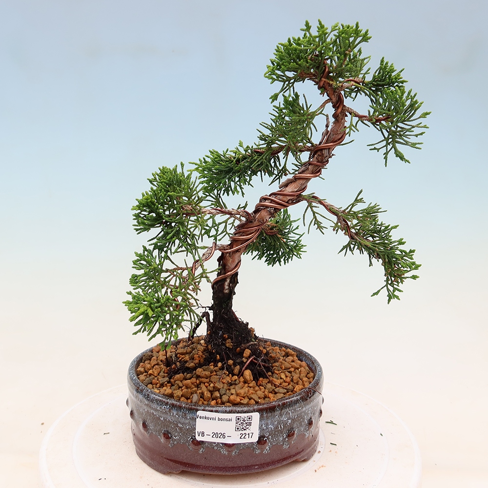 Outdoor bonsai - Juniperus chinensis Kishu