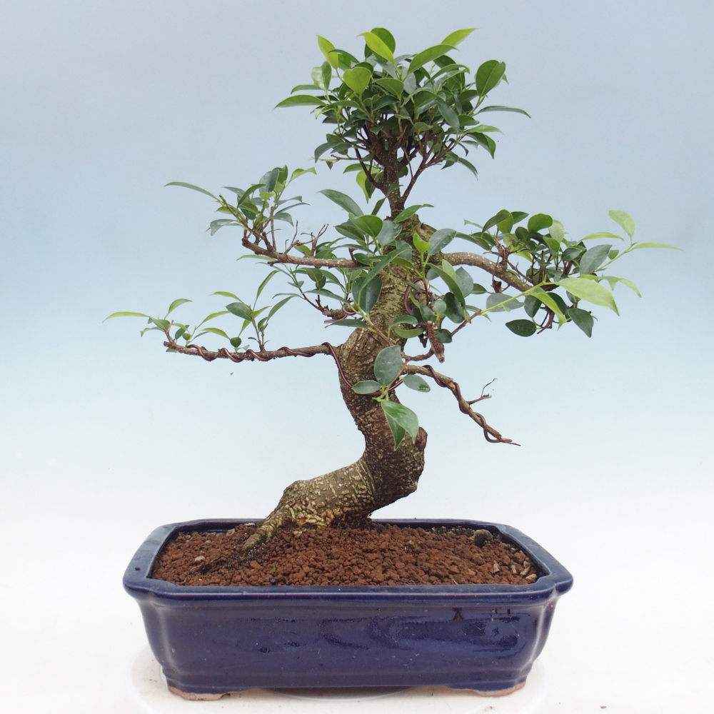 Room bonsai - Ficus kimmen - small-leaved ficus