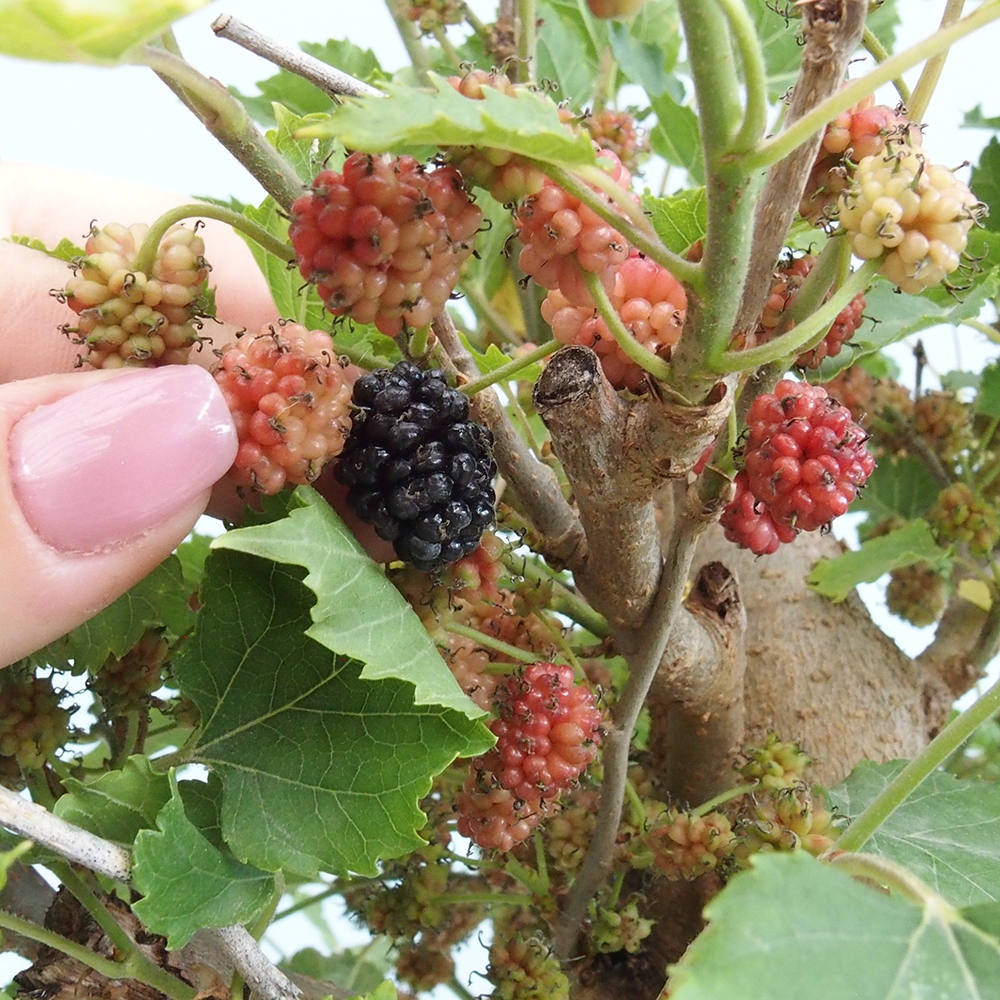 Outdoor bonsai - Morus alba - mulberry