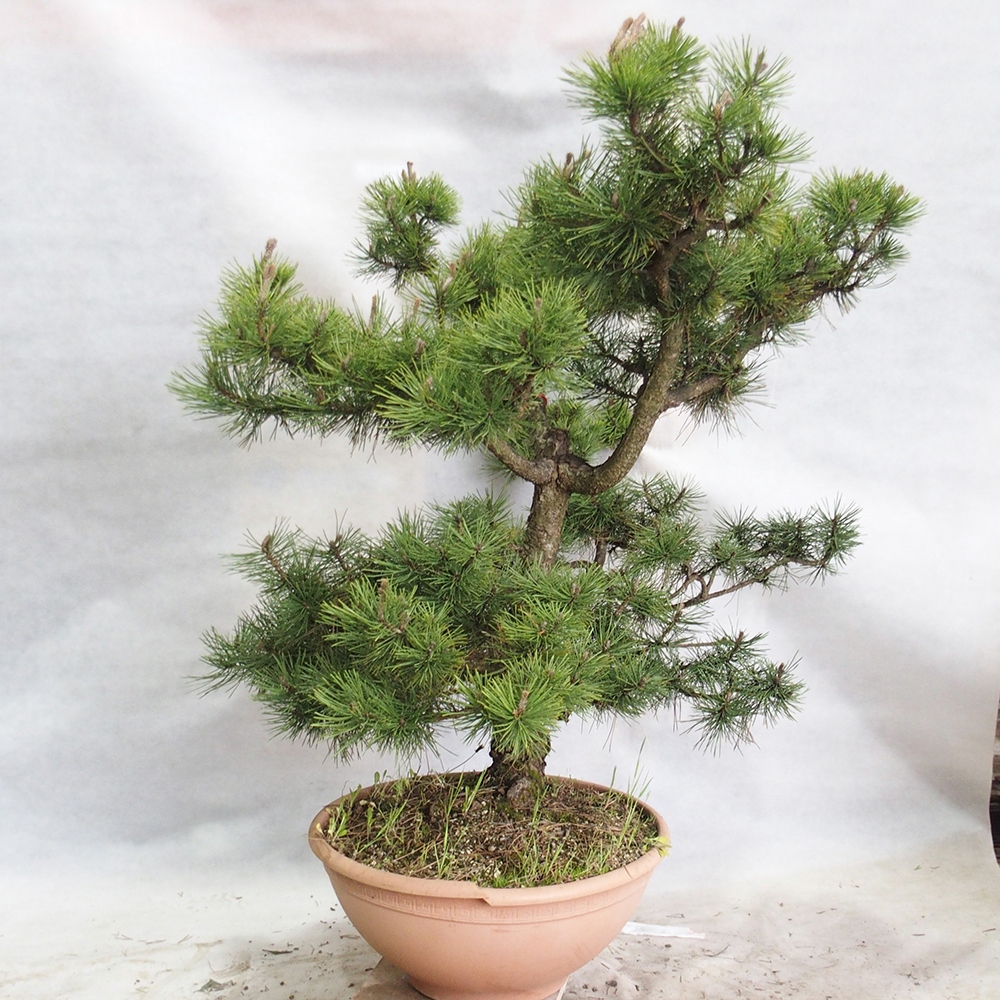 Outdoor bonsai - Pinus Nigra - Black pine