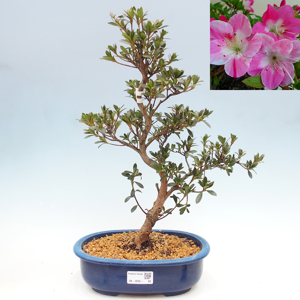 Outdoor bonsai - Japanese Azalea - Azalea Reiko