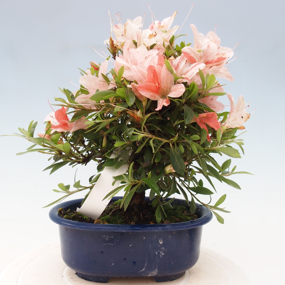 Outdoor bonsai - Japanese azalea - Azalea Nikko