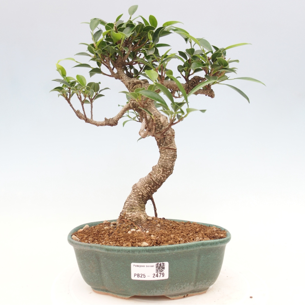 Indoor bonsai - Ficus retusa - small ficus