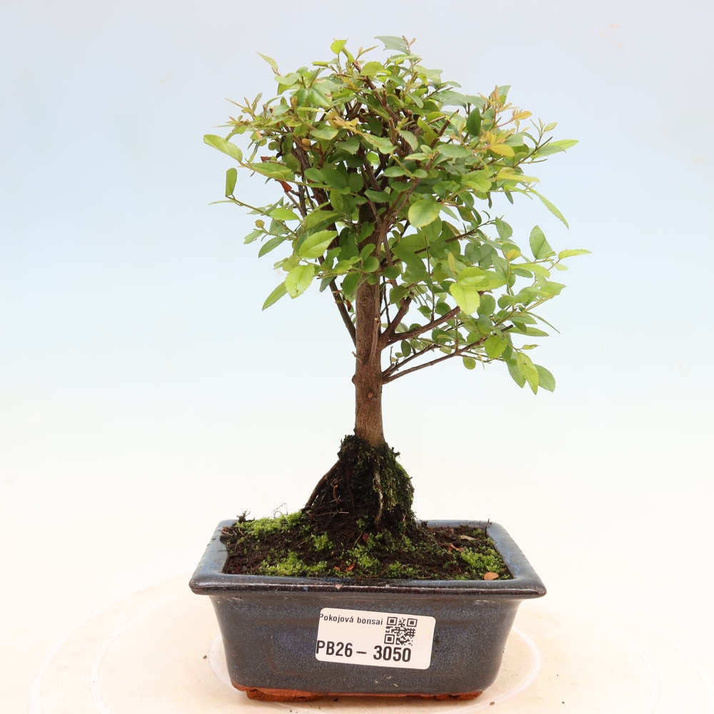 Room bonsai - Sageretia thea - Sageretia thea