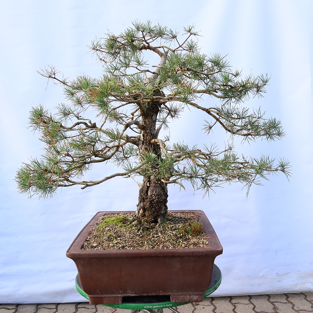 Pinus sylvestris Spain - Scots pine