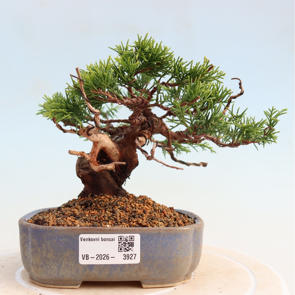 Outdoor bonsai - Juniperus chinensis Itoigawa - Chinese juniper