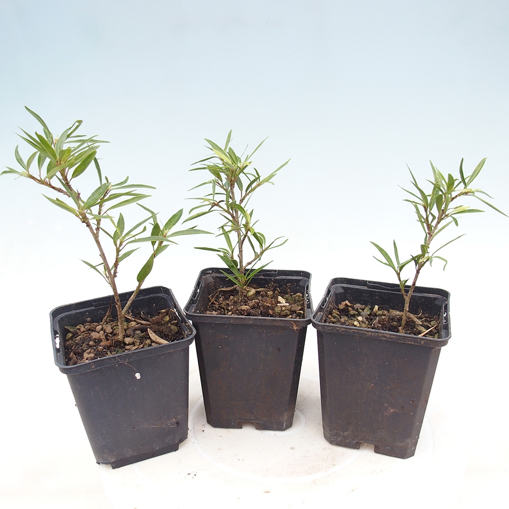 Room bonsai - Ficus nerifolia - small-leaved ficus in container