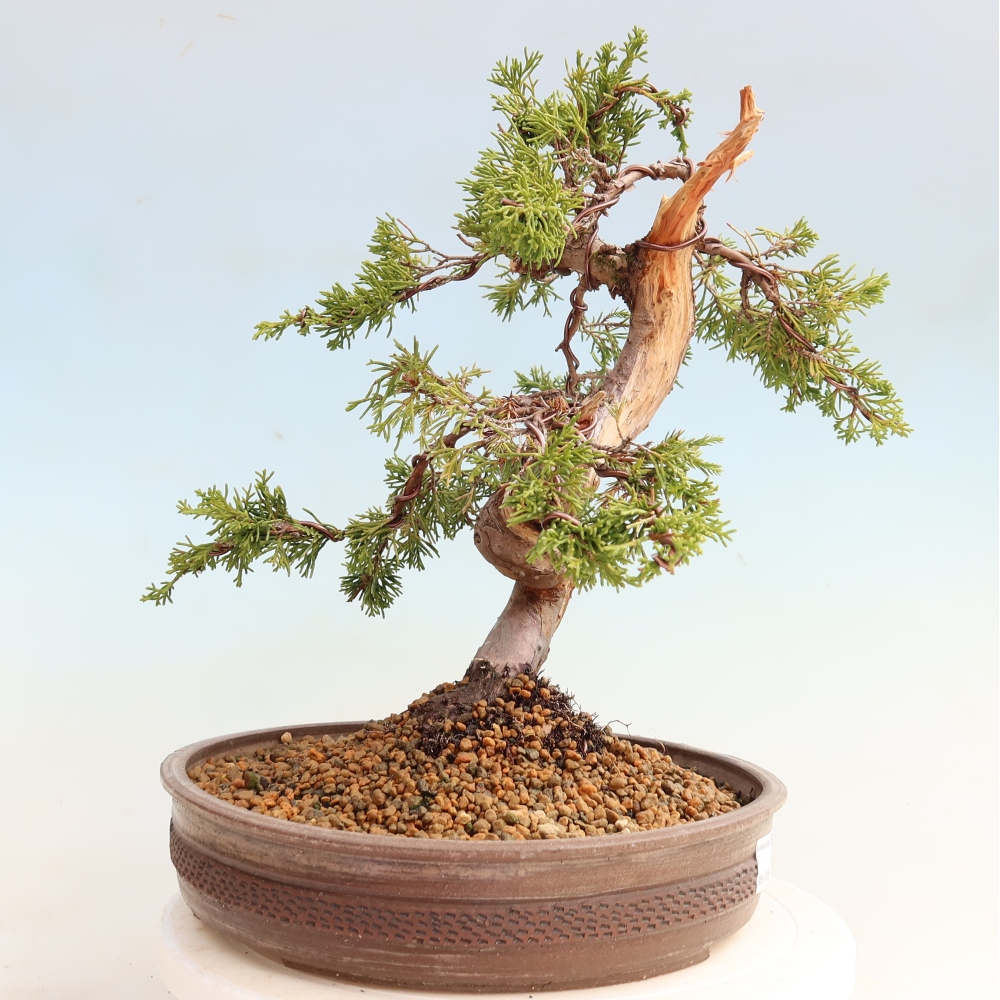 Outdoor Bonsai - Juniperus chinensis Itoigawa - Chinese Juniper