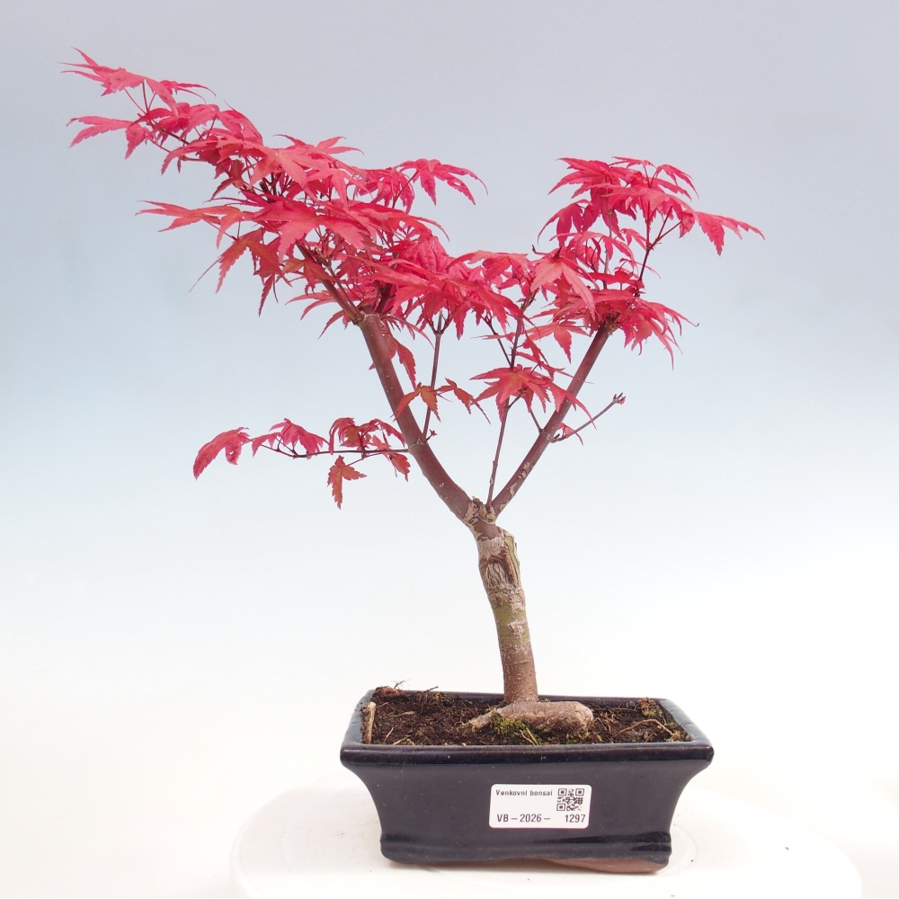 Outdoor bonsai - Acer palmatum DESHOJO