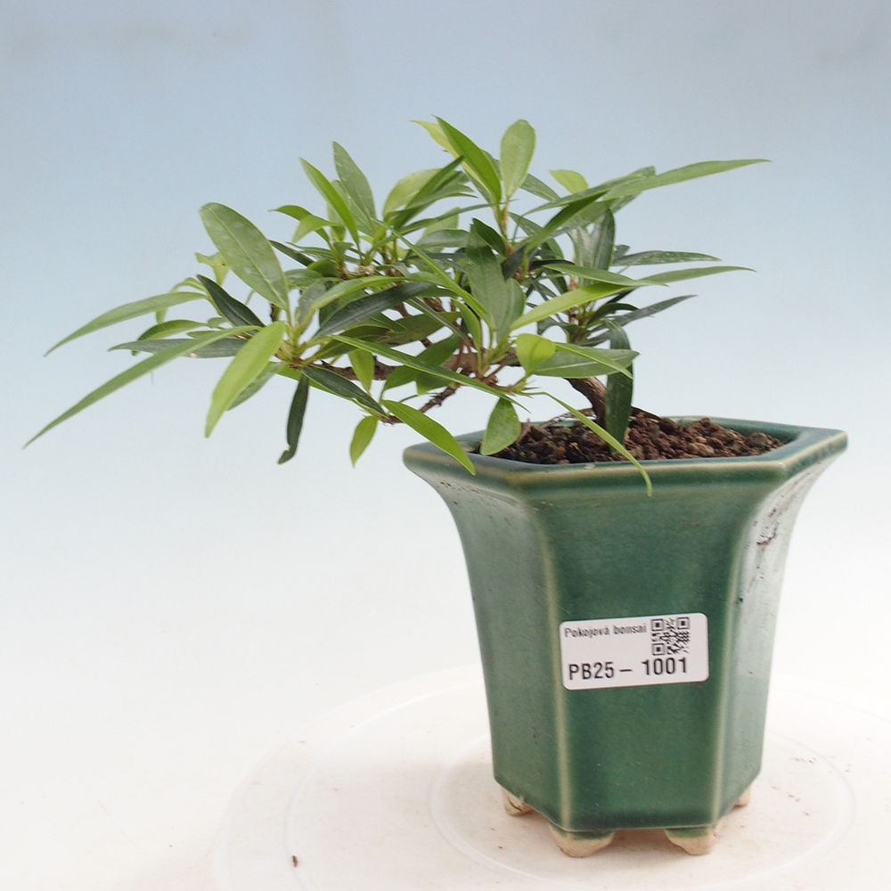 Indoor bonsai - Ficus nerifolia - small-leaved ficus
