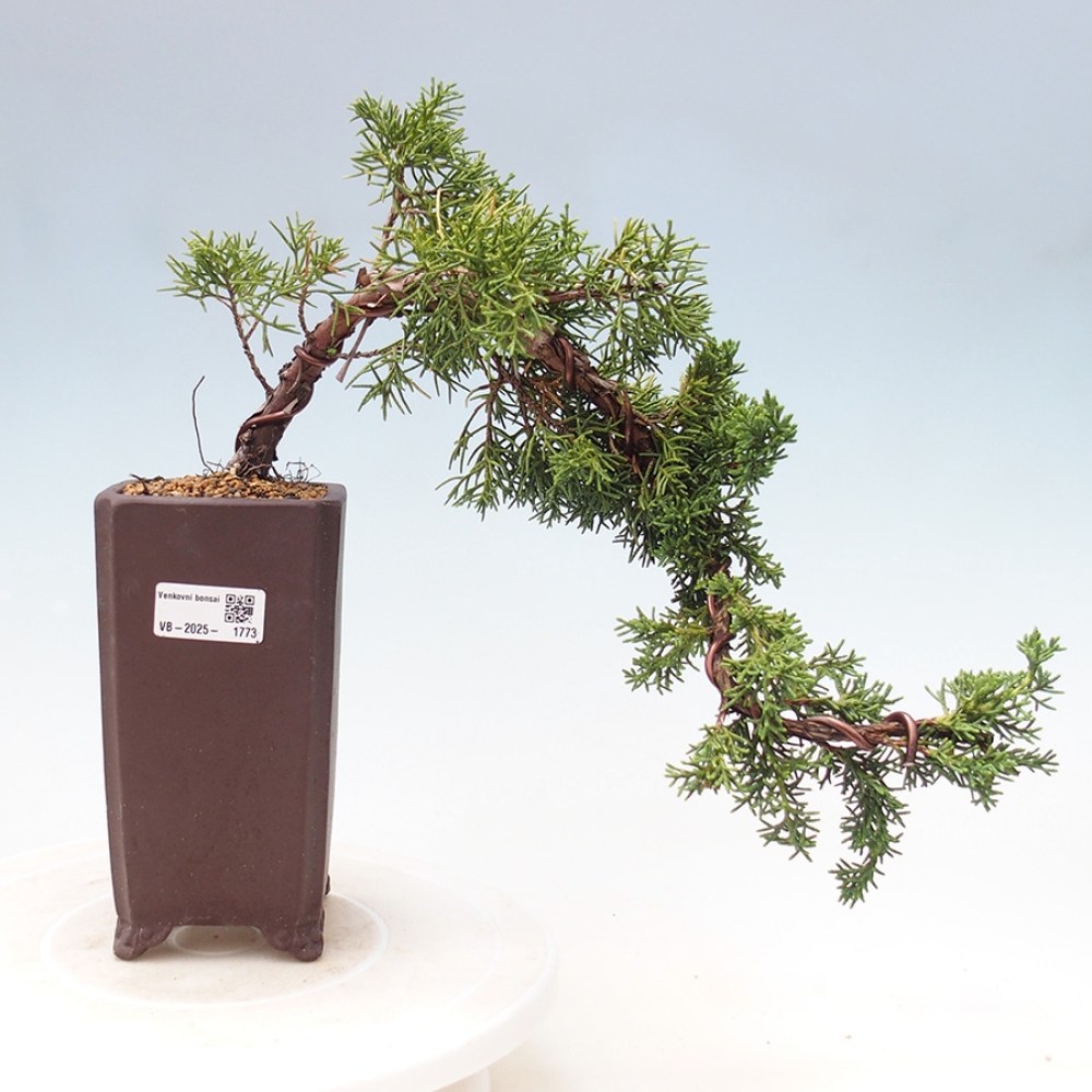 Outdoor bonsai - Juniperus chinensis Kishu - Chinese Juniper
