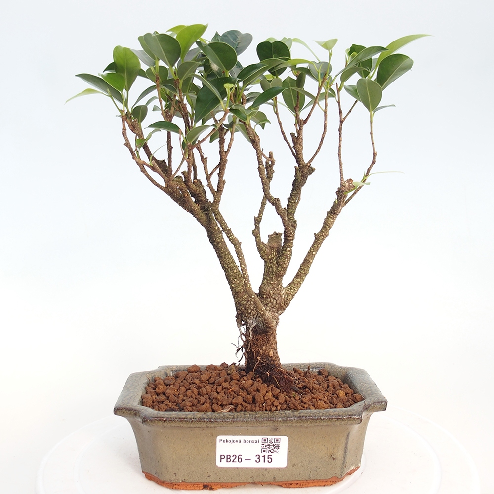 Room bonsai - Ficus retusa - small-leaved ficus