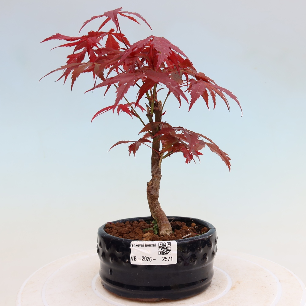 Outdoor bonsai - Acer palm. Atropurpureum-Javor palmate