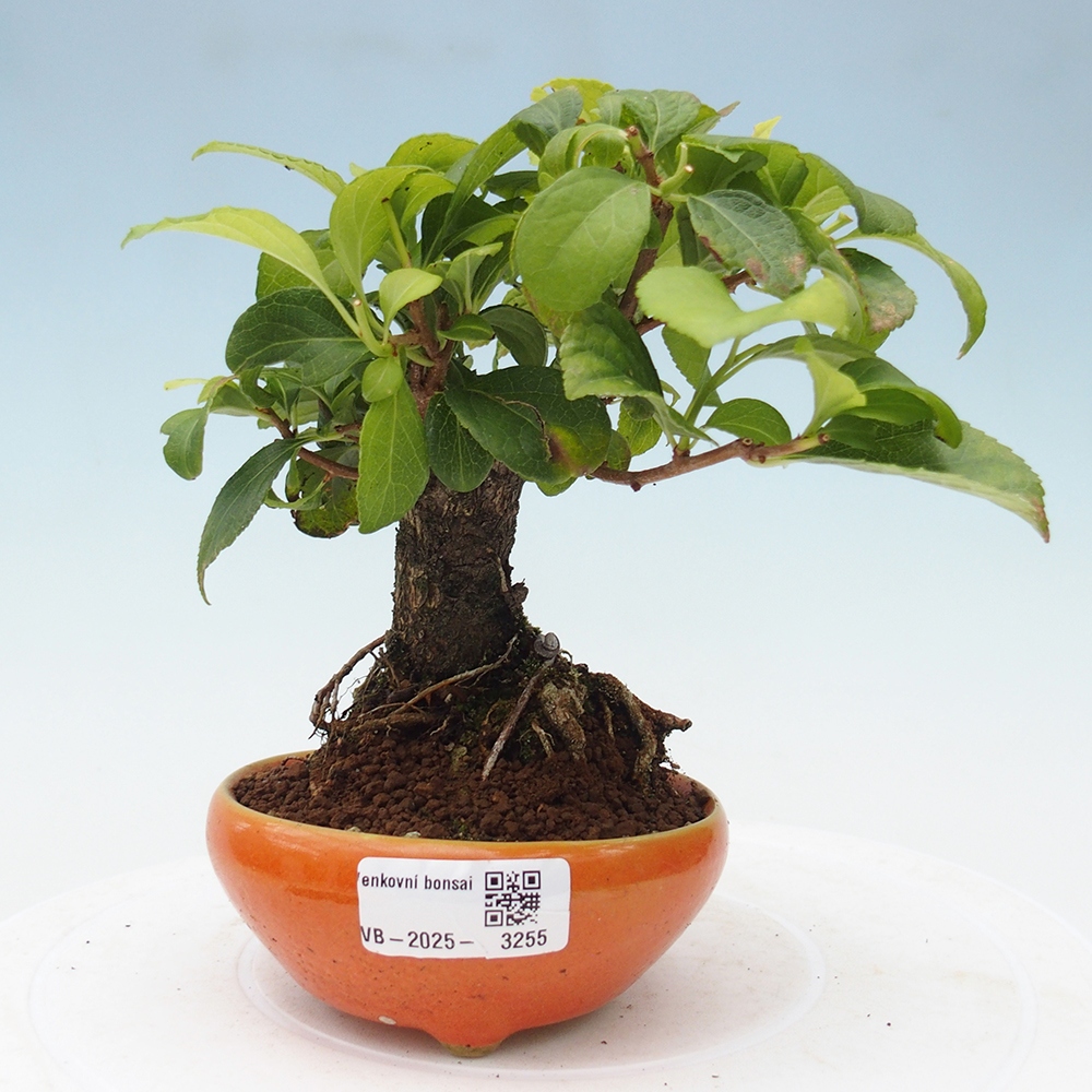 Outdoor bonsai - Celastrus Jesenec