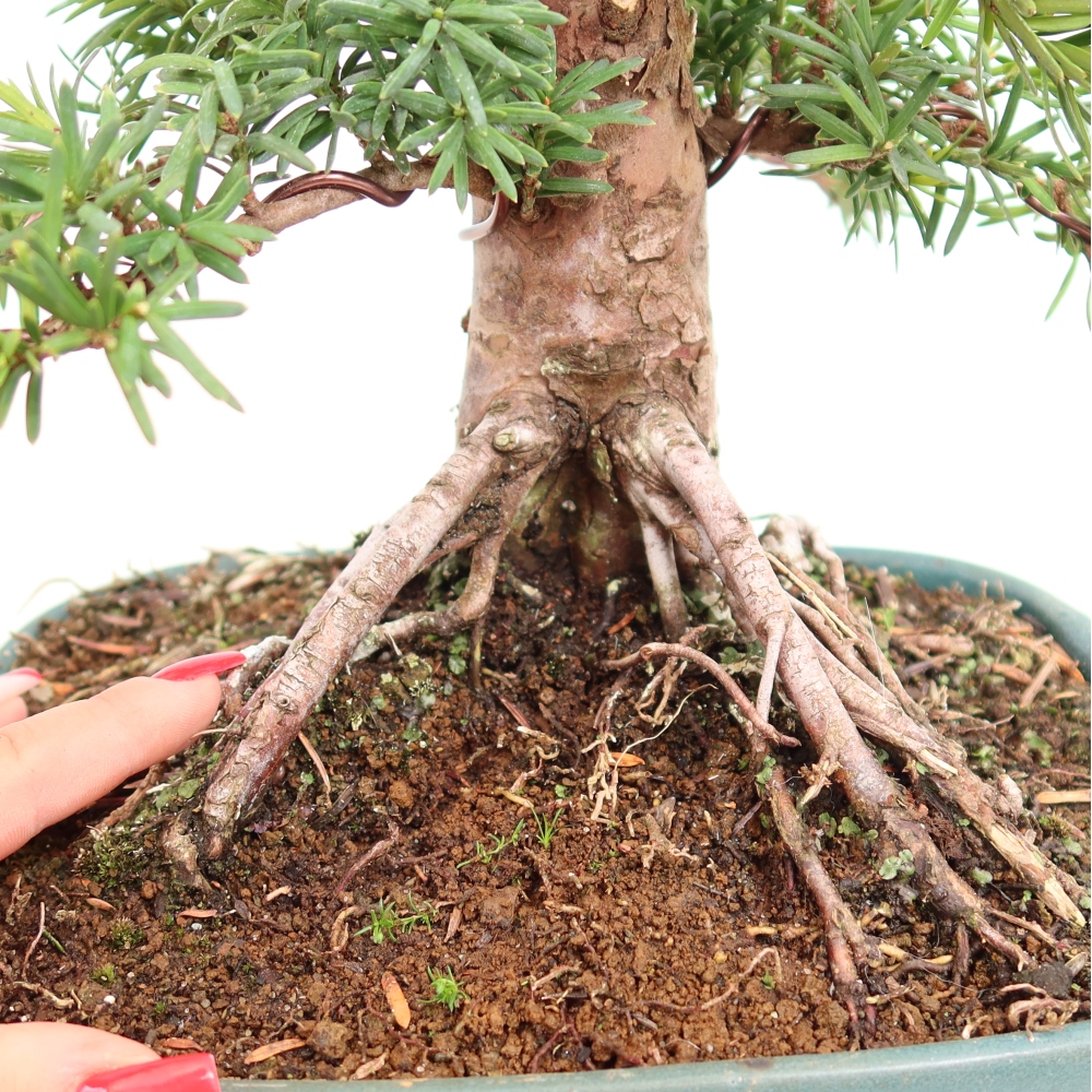 Outdoor Bonsai - Taxus cuspidata  - Japanese Yew