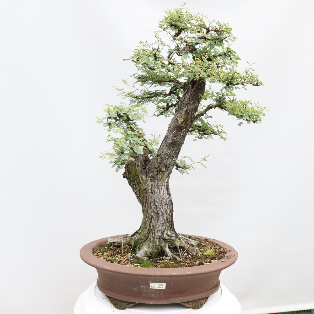 Indoor Bonsai - Acacia Arabica