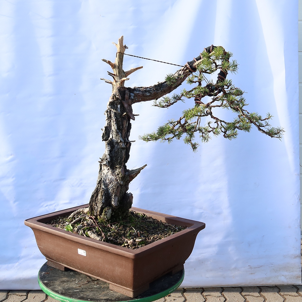 Pinus sylvestris Spain - Scots pine