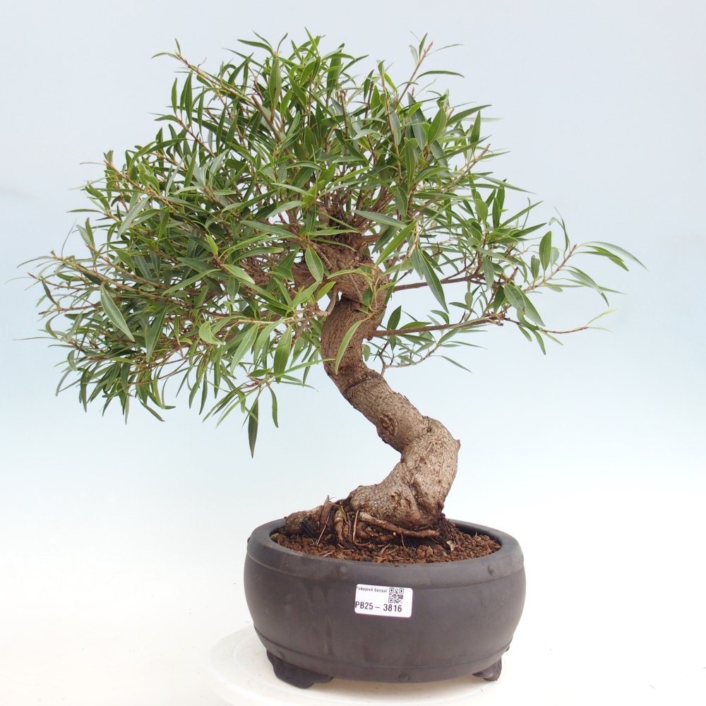 Room bonsai - Ficus nerifolia - small-leaved ficus