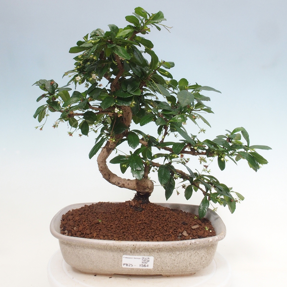 Room bonsai - Carmona macrophylla - Tea fuki