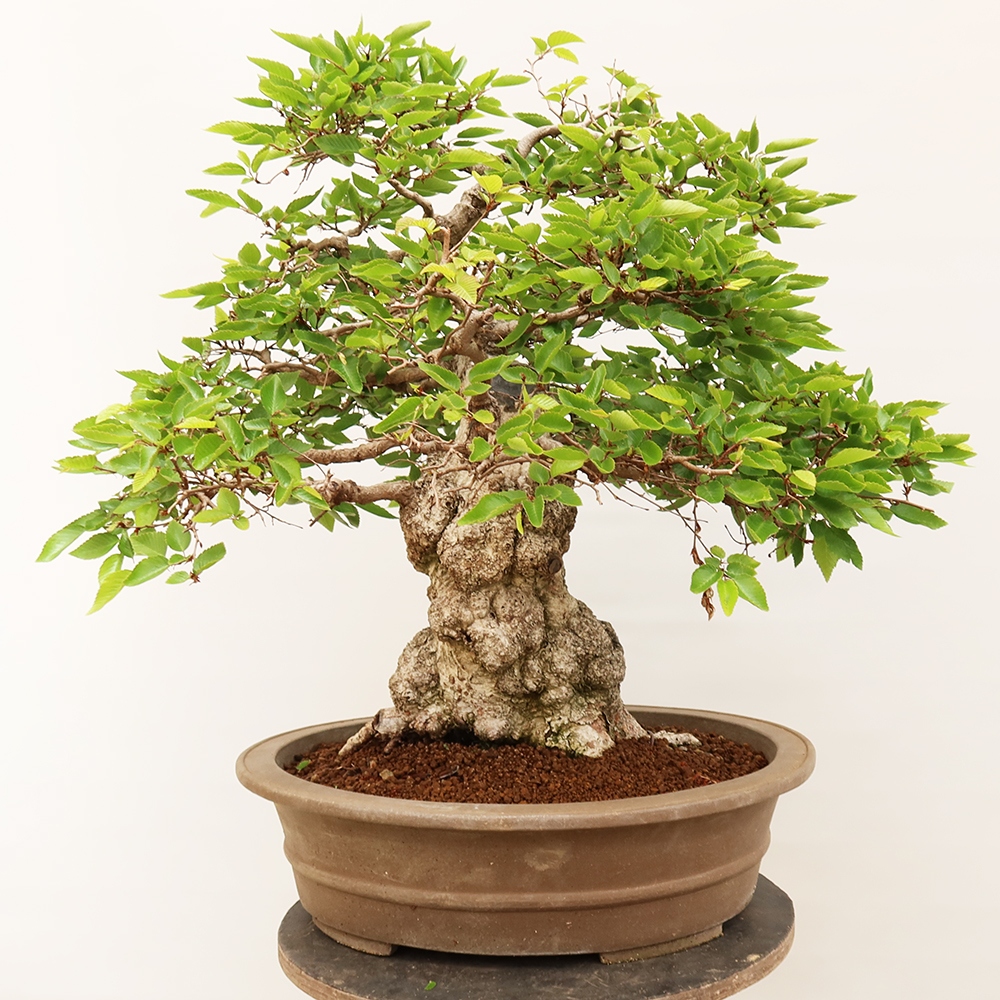 Outdoor bonsai - Carpinus Coreana - Korean hornbeam