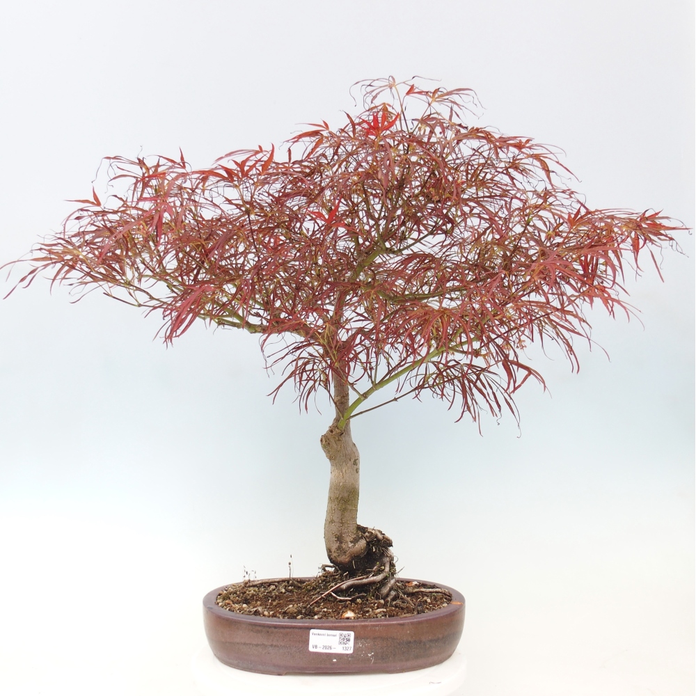 Outdoor bonsai - Acer palmatum RED PYGMY