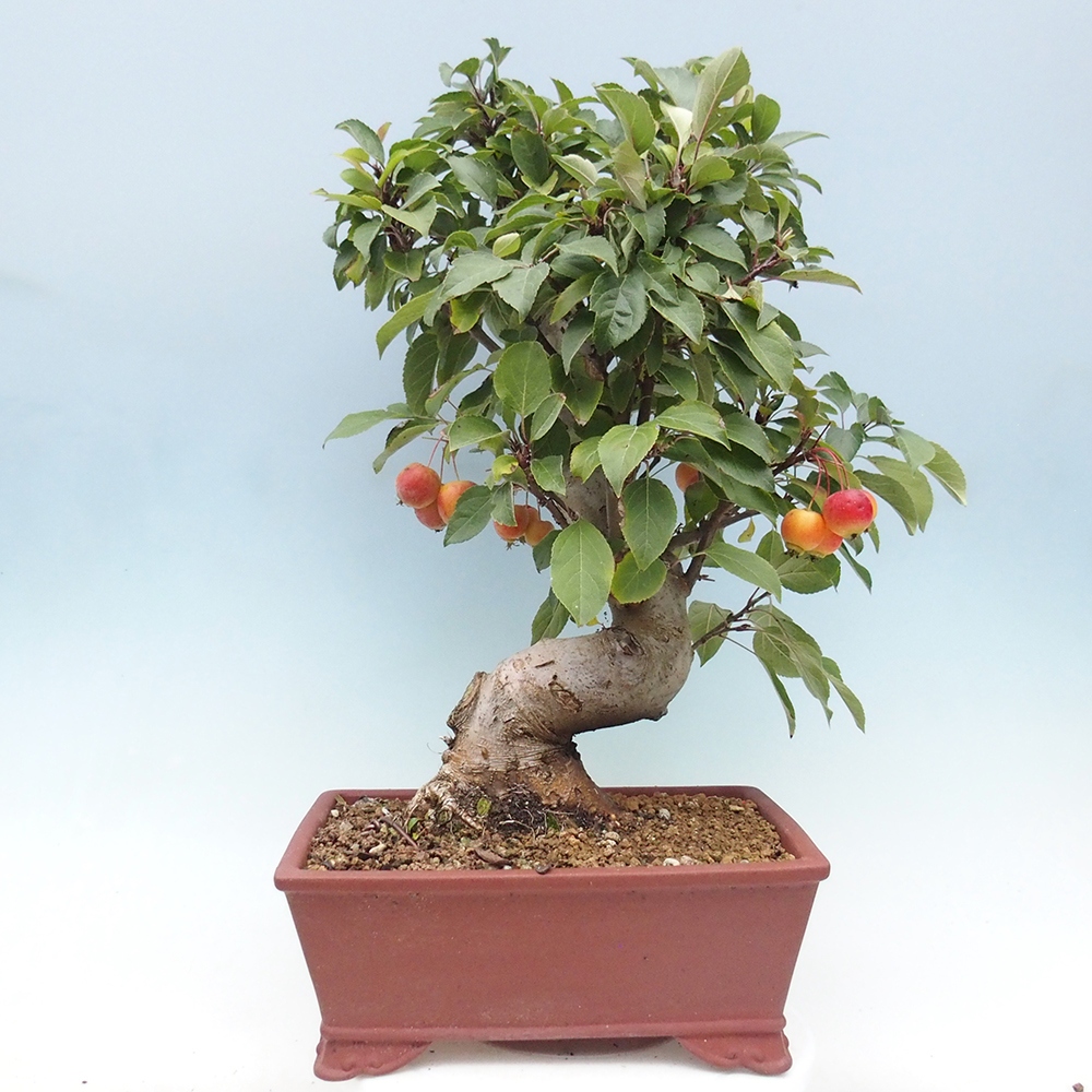 Outdoor bonsai - Malus halliana - Small-fruited apple tree
