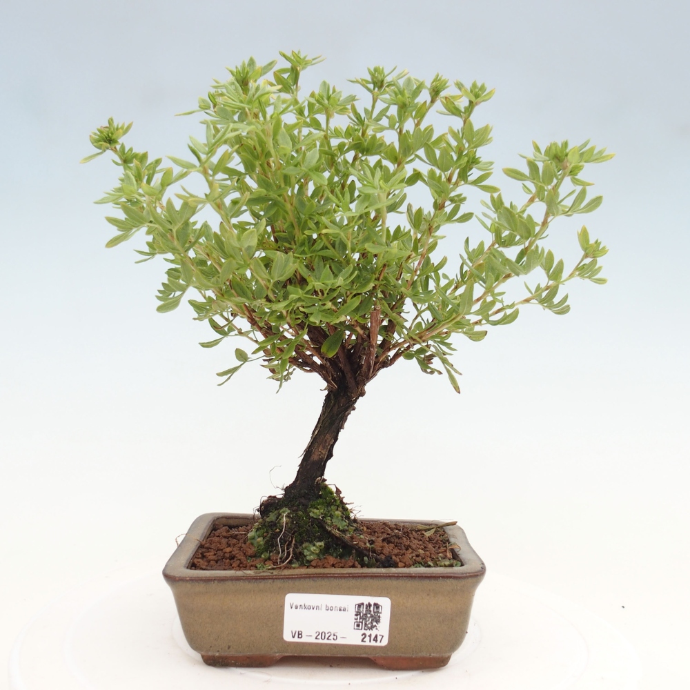 Outdoor bonsai-Cinquefoil - Potentila fruticosa yellow Bird