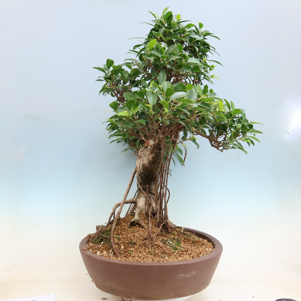Room bonsai - Ficus kimmen - small-leaved ficus