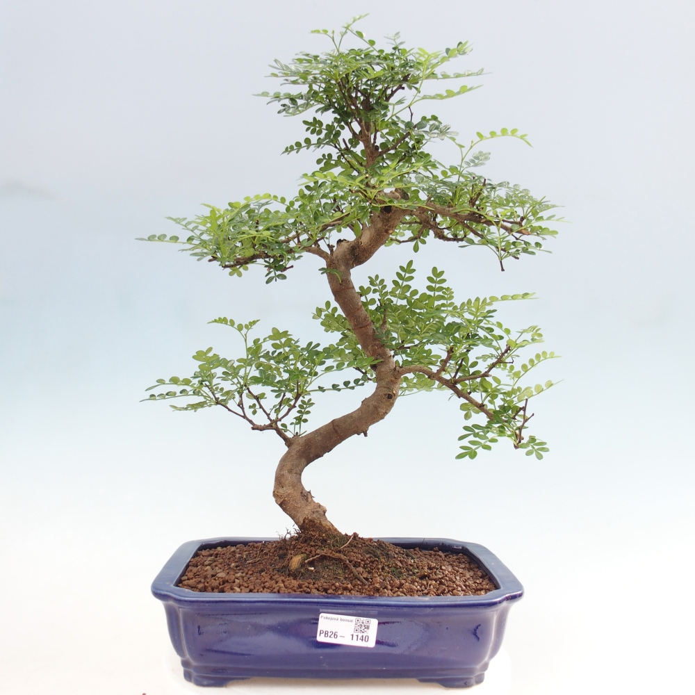Room bonsai - Zantoxylum piperitum - pepper tree