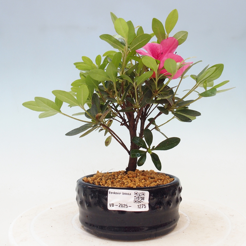 Outdoor bonsai - Japanese azalea - Azalea sp.