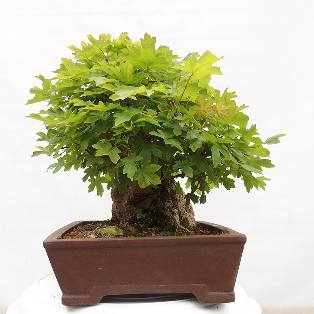 Outdoor bonsai - Baby maple - Acer campestre