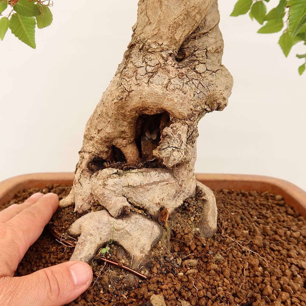 Outdoor bonsai - Carpinus Coreana - Korean hornbeam