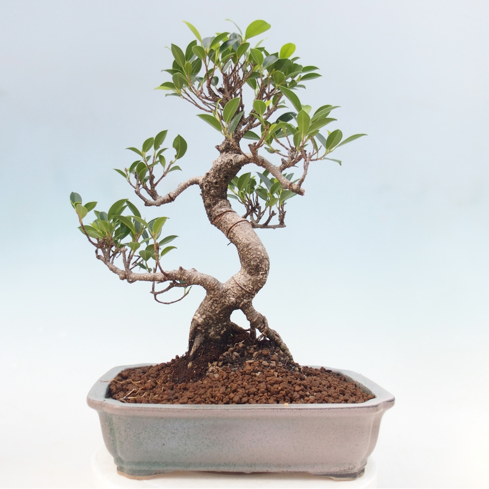 Room bonsai - Ficus kimmen - small-leaved ficus
